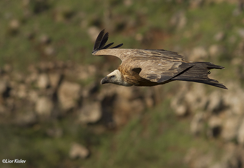 Griffon Vulture Gyps fulvus,Gamla nature reserve,December 2014 Lior Kislev